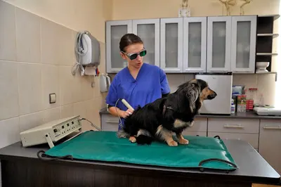 Lecznica Weterynaryjna "Nadzieja"